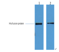 His-Tag Monoclonal Antibody(4E6)