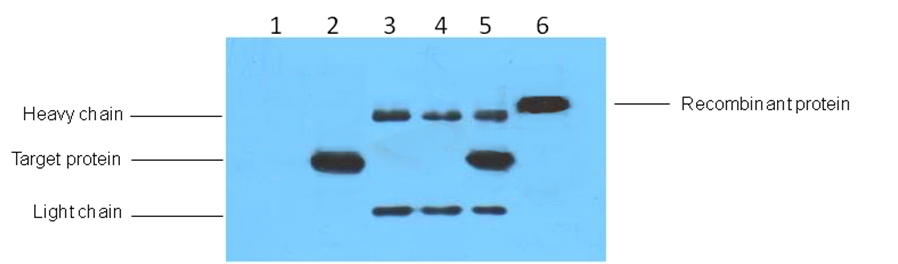 His-Tag Monoclonal Antibody(4E6)