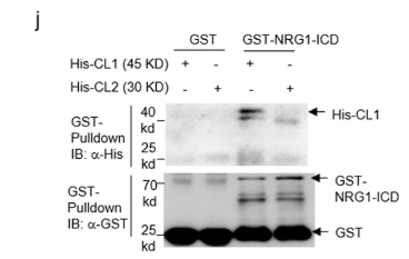 GST-Tag Monoclonal Antibody(1B10)