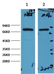 HSP70 Monoclonal Antibody(3G10)