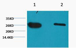 GFP-Tag Monoclonal Antibody(Mix)