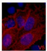 V5-Tag Monoclonal Antibody(3C8)