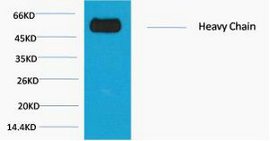 Rabbit IgG (Fc specific, Heavy Chain) Monoclonal Antibody(1E1)