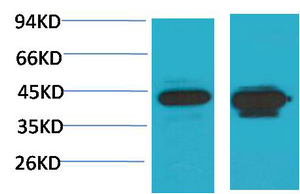 HAO1 Polyclonal Antibody