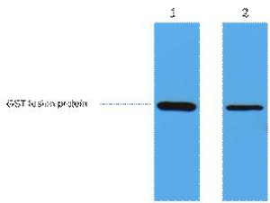 GST-Tag Polyclonal Antibody
