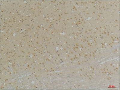 GABA A Receptor α4 Polyclonal Antibody