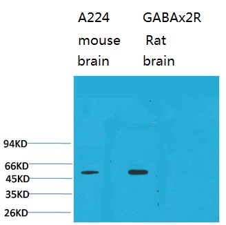 GABA A Receptor α2 Polyclonal Antibody