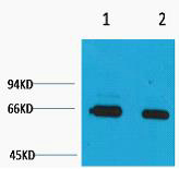 Bovine Serum Albumin Polyclonal Antibody