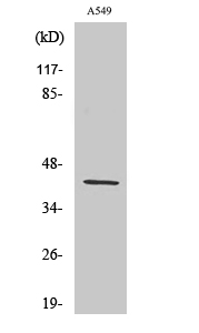 AARSD1 Polyclonal Antibody
