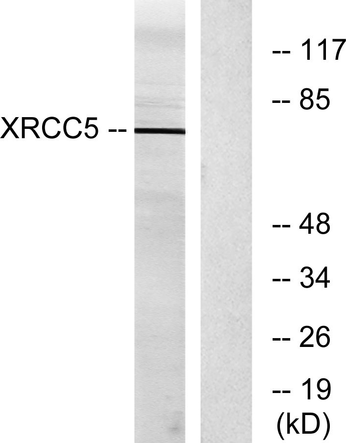 Ku-86 Polyclonal Antibody