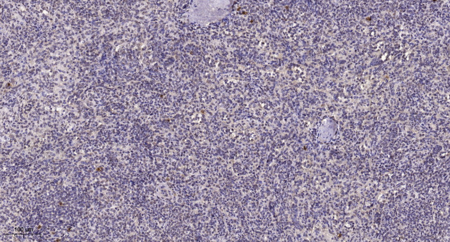 HXA10 Polyclonal Antibody