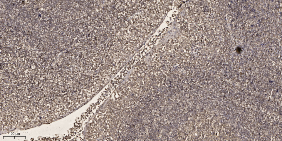 NF-E4 Polyclonal Antibody