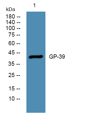 GP-39 Polyclonal Antibody