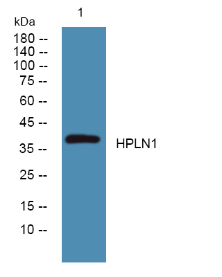 HPLN1 Polyclonal Antibody