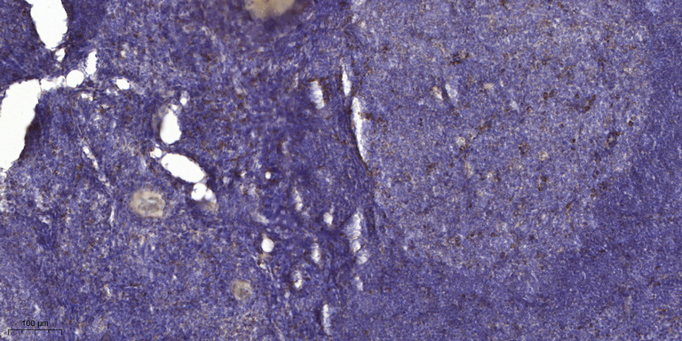 HPLN1 Polyclonal Antibody