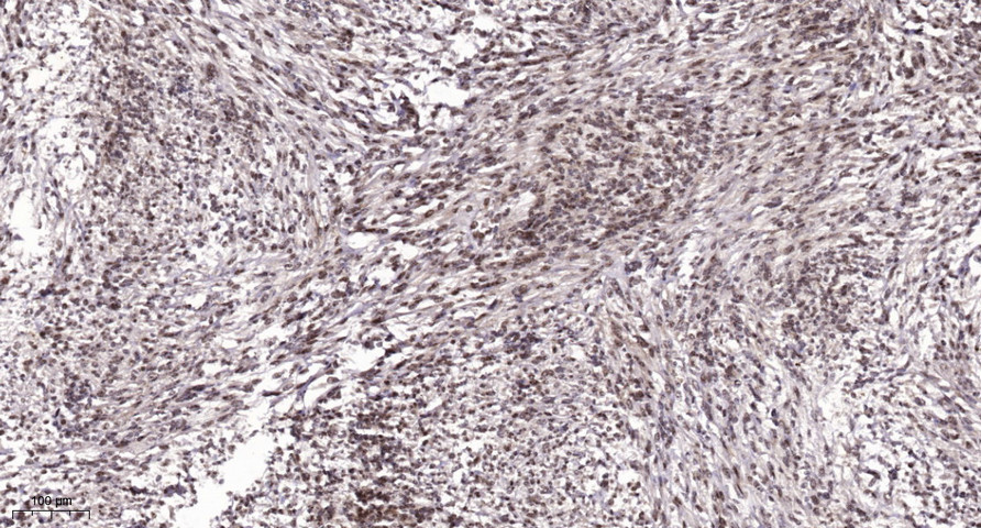 CENP-M Polyclonal Antibody