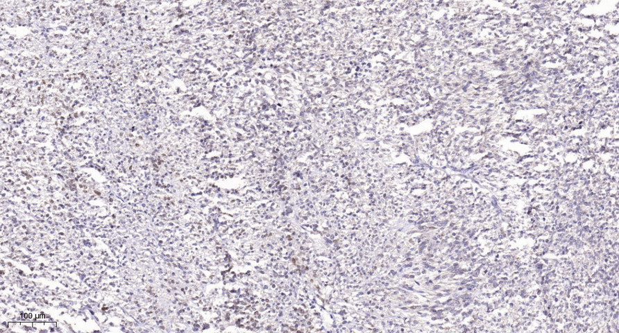 POLD4 Polyclonal Antibody
