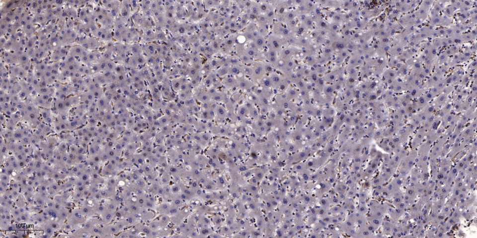 GNG12 Polyclonal Antibody