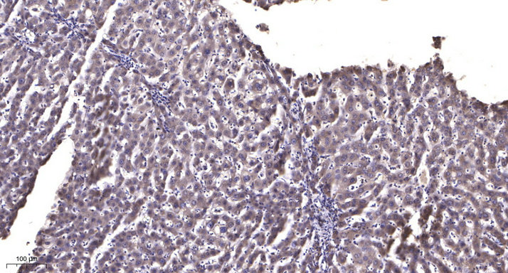 COX6B2 Polyclonal Antibody