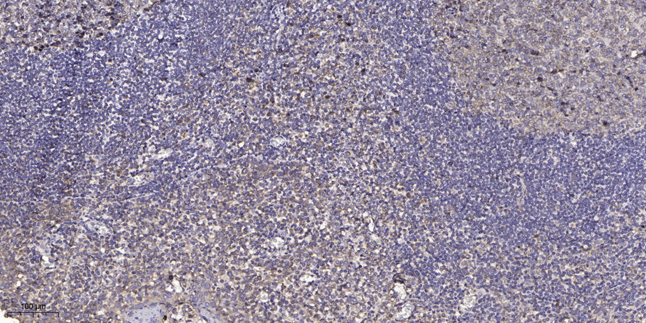 ELOF1 Polyclonal Antibody