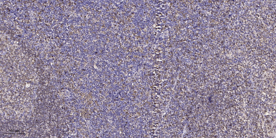 GNG7 Polyclonal Antibody