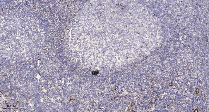 PDE6G Polyclonal Antibody