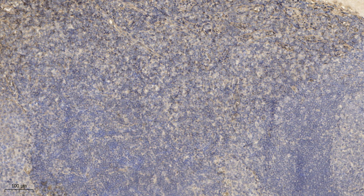 Beta-defensin 4A  Polyclonal Antibody