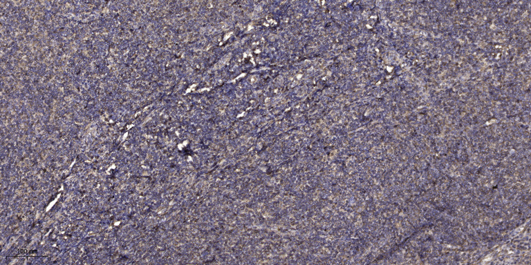 Beta-defensin 1  Polyclonal Antibody