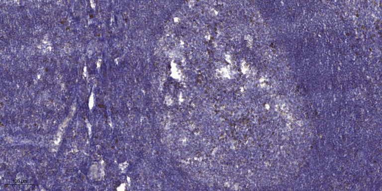 ITF Polyclonal Polyclonal Antibody