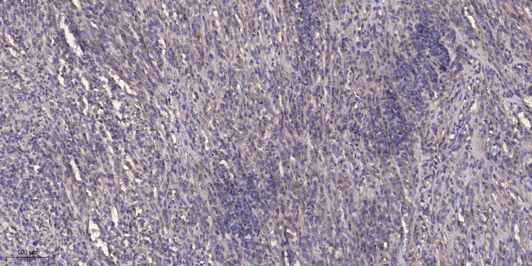 Glutaredoxin-1  Polyclonal Antibody