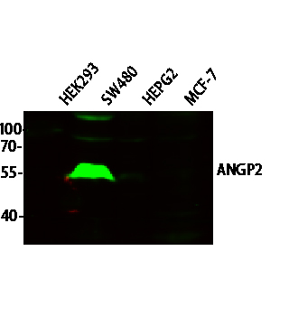 ANGP2 Polyclonal Antibody
