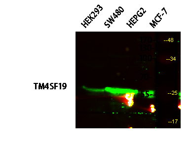 TM4SF19 Polyclonal Antibody