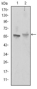 ABCG2 Monoclonal Antibody