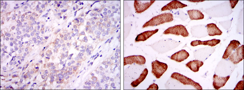 ABCG2 Monoclonal Antibody