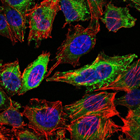 ABCG2 Monoclonal Antibody