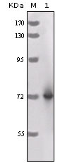 HRP Monoclonal Antibody