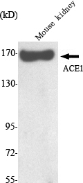 ACE1 Monoclonal Antibody