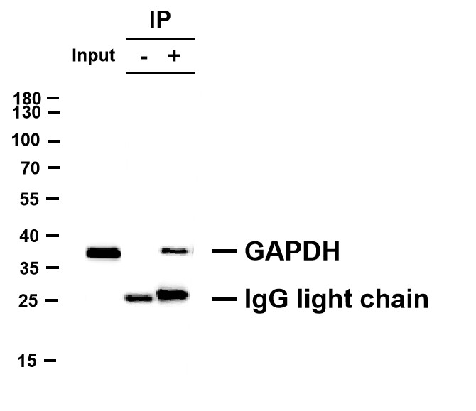 Negative Control for mouse IgG1, kappa Primary Antibody