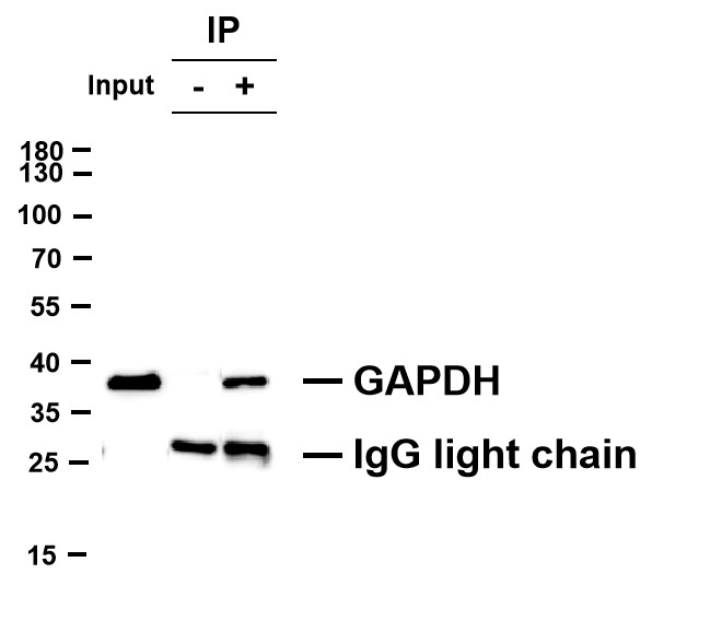Negative Control for mouse IgG1, kappa Primary Antibody