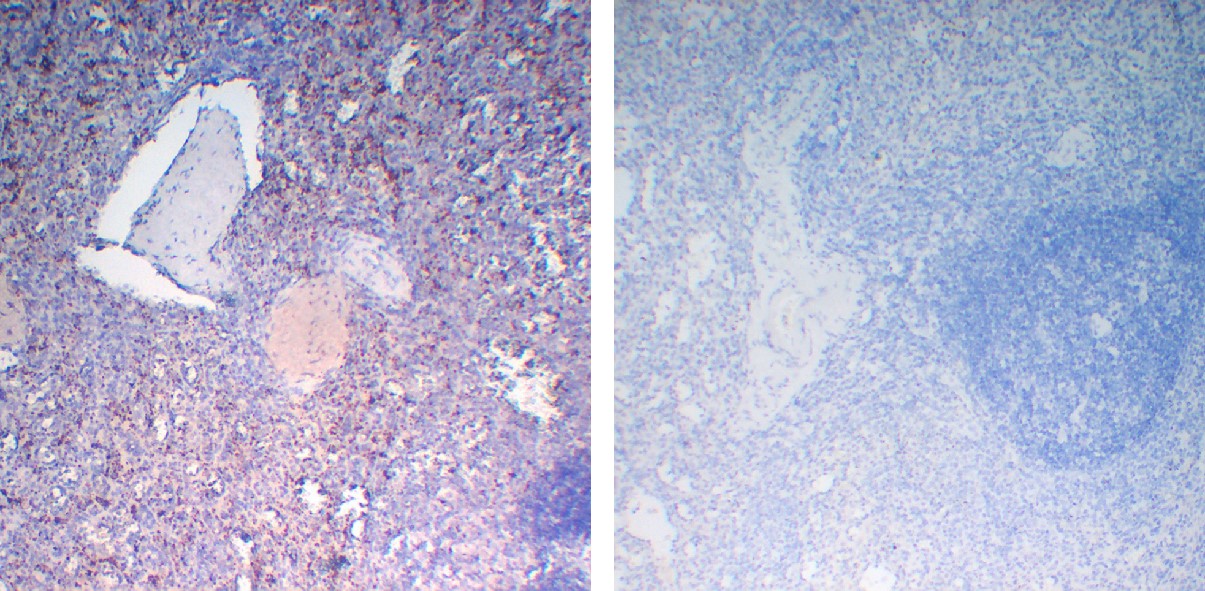Negative Control for mouse IgG2a, kappa Primary Antibody
