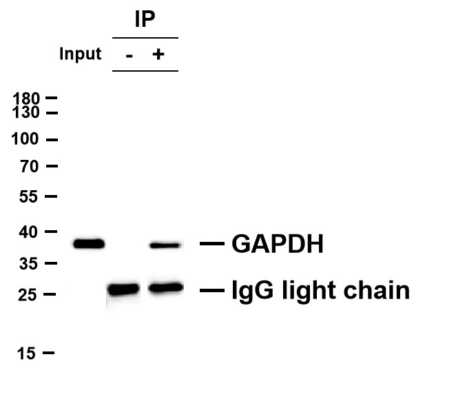 Negative Control for mouse IgG2b, kappa Primary Antibody