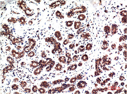 Phospho ERK 1/2 (Y222/205)Mouse Monoclonal Antibody(4G3)