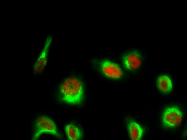 Histone H1 (phospho Thr17) Polyclonal Antibody