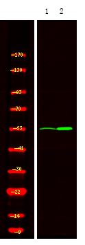 MOK (Phospho Tyr161) Polyclonal Antibody