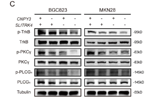 Trk B (Phospho Y817) Polyclonal  Antibody