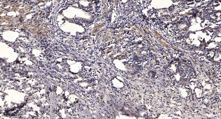 Rb (phospho Ser612) Polyclonal Antibody