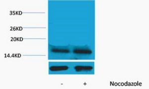 Histone H3 (Phospho Thr45) Polyclonal Antibody