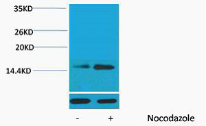 Histone H2B (Phospho Ser32) Polyclonal Antibody