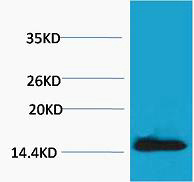 Histone H2A.X (Phospho Tyr142) Polyclonal Antibody