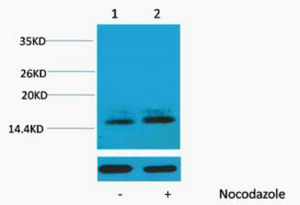 Histone H1 (Phospho Thr3) Polyclonal Antibody